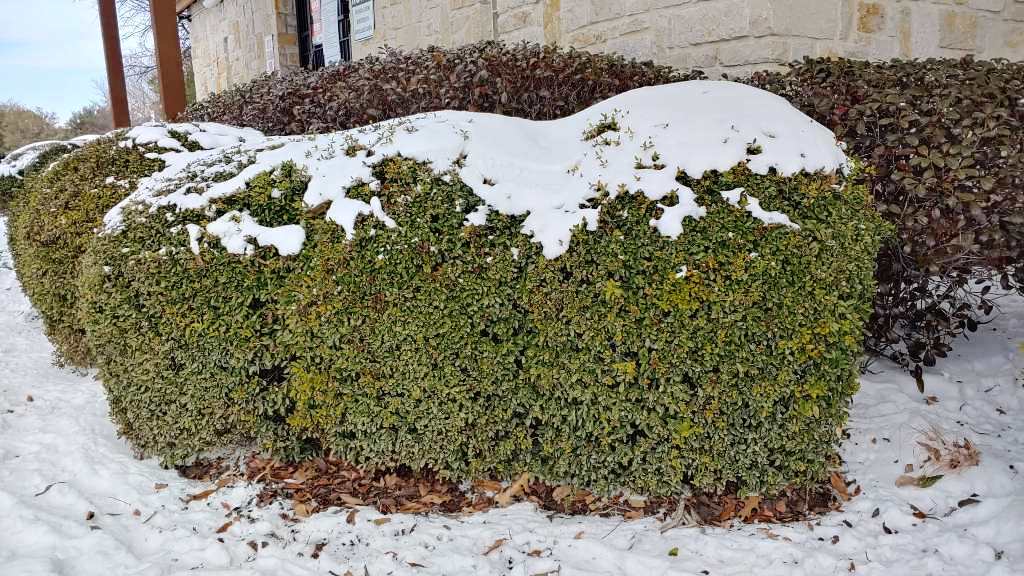 Ornamental Shrubs that will Survive Cold Texas Winters