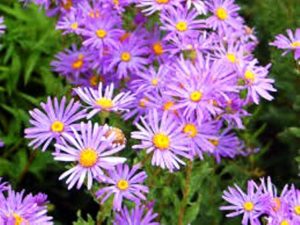 Aster Flower, attracts butterflies and bees