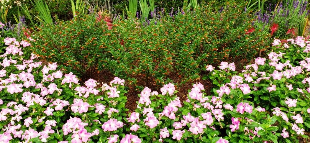 Benefits of Ground Cover Plants