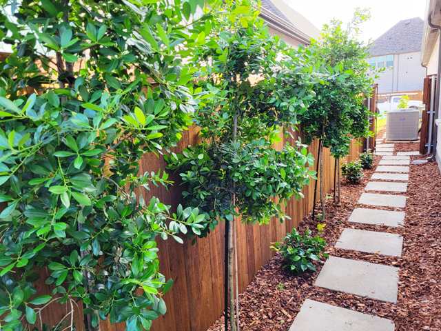 Living wall of trees for backyard privacy