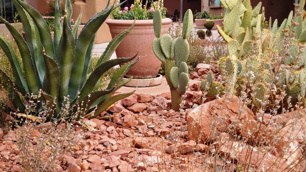 Desert Shrubs for Texas Landscaping