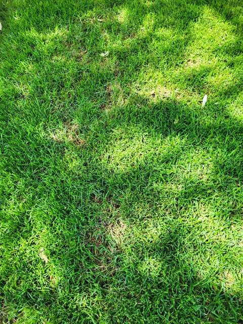 Empire Zoysia Sod