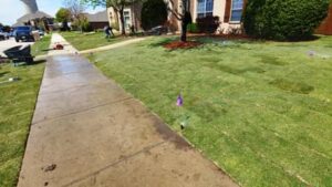 New Sod Grass Fertilized after Installation
