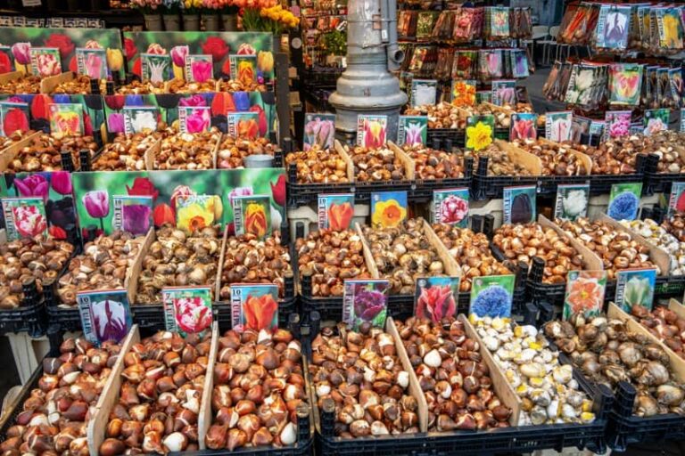 Flowering Bulbs to be Planted in the Early Wintertime