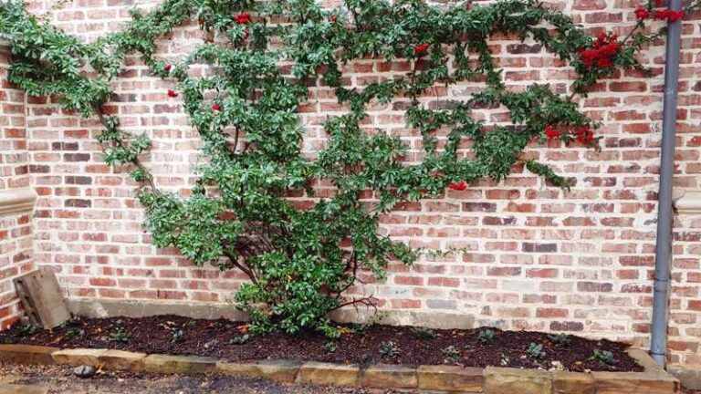 Full-Sun Climbing Vines for Texas