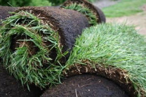 Sod grass installation services, Zoysia sod rolls