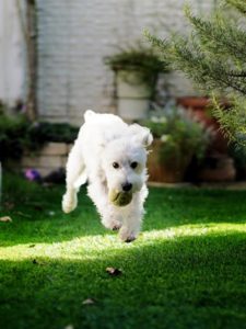 Synthetic Grass for Dogs