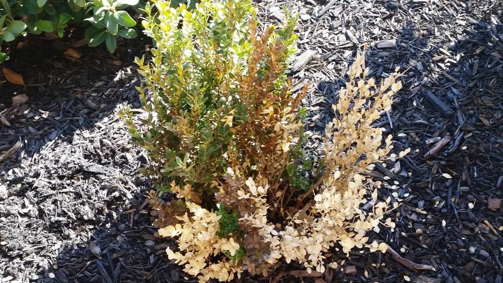 How to Identify Overwatered Plants