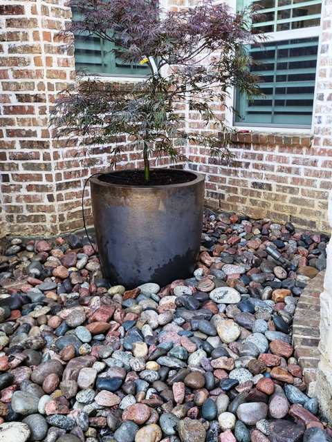 Japanese Maple tree planted in a clay pot in Texas