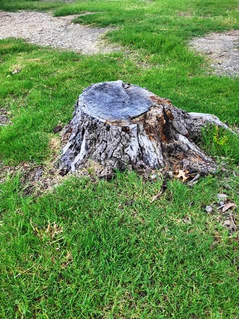 Who to Call for Tree Stump Grinding? Who Removes Tree Stumps?