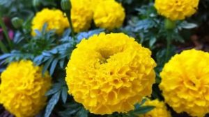 Marigold Flower, popular annual blooms spring, summer, fall