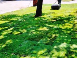 Mowing a Lawn after Sod Installed