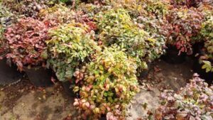 Cold Resistant Nandina Fire Power Variety Bushes