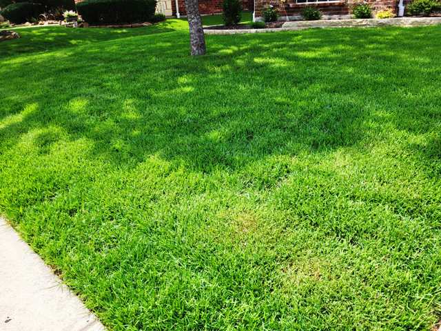 Palisades Zoysia Turfgrass