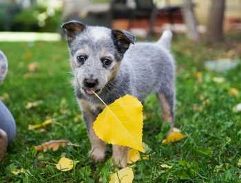 Pet Safe Organic Lawn Services in Prosper featuring image of puppy in organic backyard Bermuda lawn with landscape tree leaves.