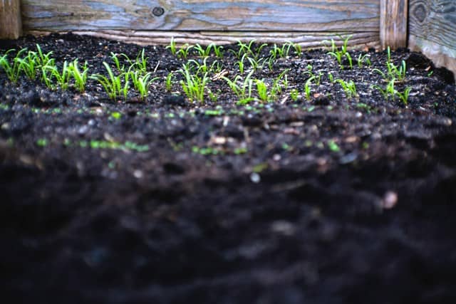 Reapply soil in low spots of a lawn