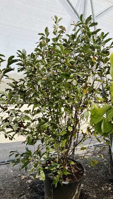 Saucer Magnolia tree planted in a container
