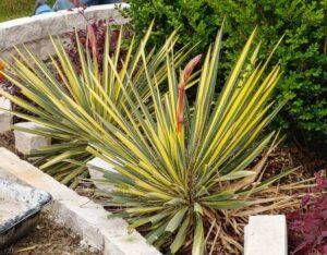 Yucca Shrub in Color Guard Variety