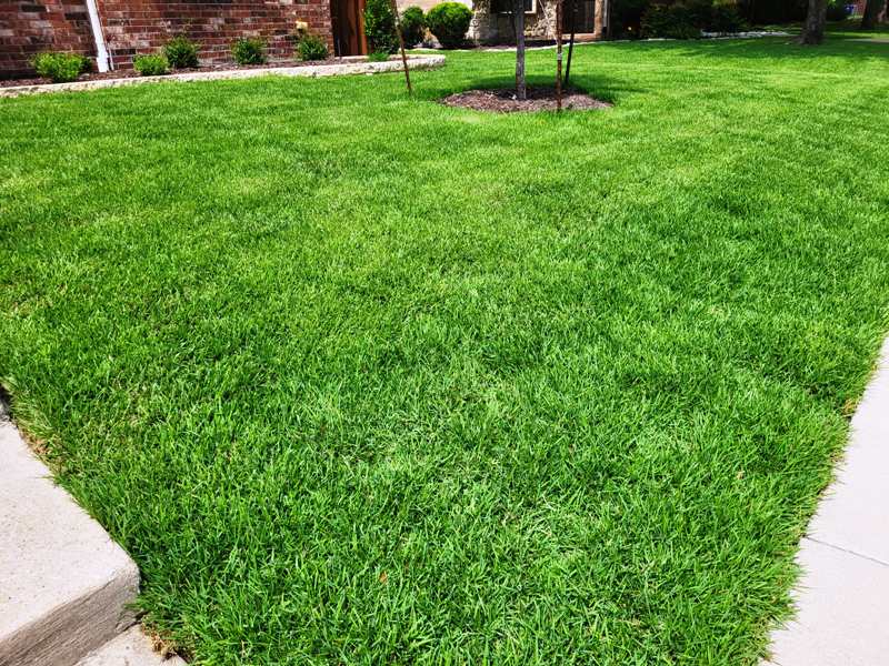 Zoysia Grass Installed in Frisco, Texas Front Yard