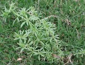 lawn weeds Bedstraw frisco prosper