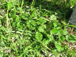 lawn weeds Bristly Mallow frisco prosper