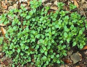lawn weeds Common Chickweed frisco prosper