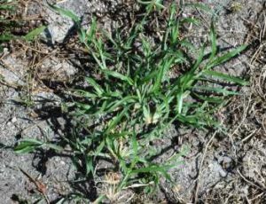 lawn weeds Crowfoot Grass frisco prosper