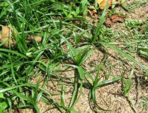 lawn weeds Nutsedge frisco prosper