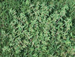 lawn weeds Spotted Spurge frisco prosper