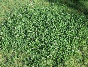 lawn weeds White Clover frisco prosper